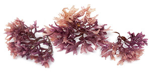 Trace Mineral Complex
